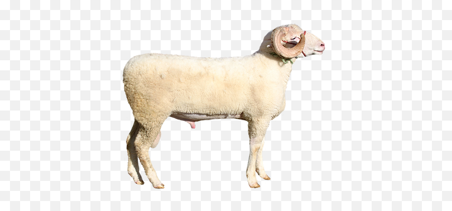 Animal Clip Art - Animal Figure Emoji,Sheep Emoticon Tumblr