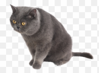 Fotos De Stock Gratis - British Shorthair Emoji,Emoji Tirando Dinero