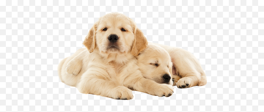 What You Need For A Golden Retriever - Golden Retrieve Puppies Transparent Emoji,Send Your Friends Cute Cream Labrador Retriver Emojis