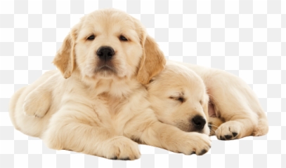 What You Need For A Golden Retriever - Golden Retrieve Puppies Transparent Emoji,Send Your Friends Cute Cream Labrador Retriver Emojis