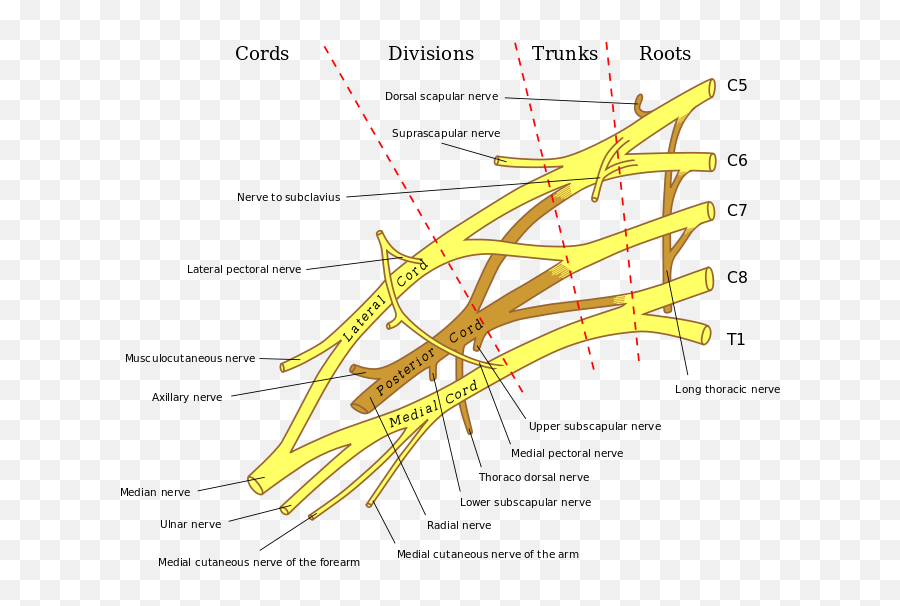 140 Best Knowledge Of Physiotherapy Bangladesh Ideas Emoji,Rabbi Emoticon