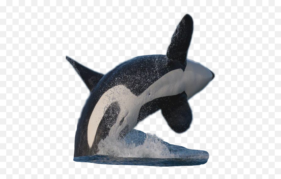 Sticker Orca Whale Sticker - Killer Whale Emoji,Killer Whale Emoji