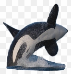 Sticker Orca Whale Sticker - Killer Whale Emoji,Killer Whale Emoji