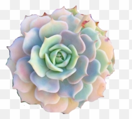 Plants Palnt Rainbow Flower Sticker - Suculenta Amazing Emoji,Rosette Emoji
