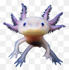 Axolotl Animals Sea Kawaii Cute Sticker - Cute Pink Sea Creatures Emoji,Axolotl Emoji