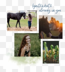 Stable Life Therapy - Horse Supplies Emoji,Horse Emotions