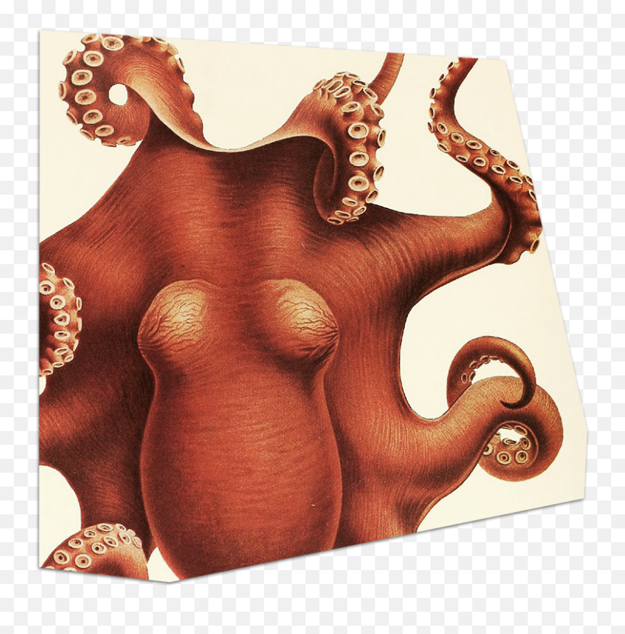 Organizational Structure - Common Octopus Emoji,Octopus Changing Color To Match Emotion