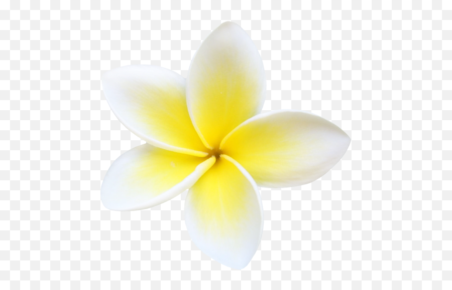 Plumeria Flowers Png File - Frangipani Flower Png Blank Emoji,How To Make A Plumeria Emoticon On Facebook