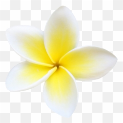 Plumeria Flowers Png File - Frangipani Flower Png Blank Emoji,How To Make A Plumeria Emoticon On Facebook