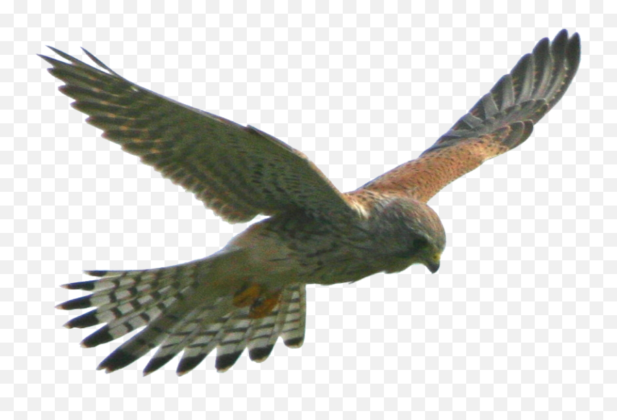 Eagle Flight Hawk Bird - Flying Eagle Png Download 1548 Falcon Flying Away Transparent Emoji,Emotions Falcon