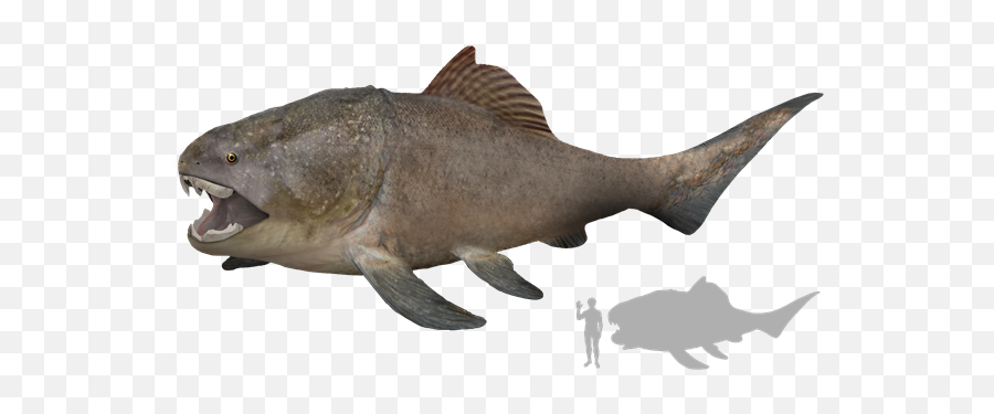 Ancient History Writing Is Fun - Damentalu2013 From Gwendolyn Hoff Dunkleosteus Png Emoji,Human Emotions Are A Gift From Our Animal Ancestors. Cruelty Is A Gift Humanity Has Given Itself.