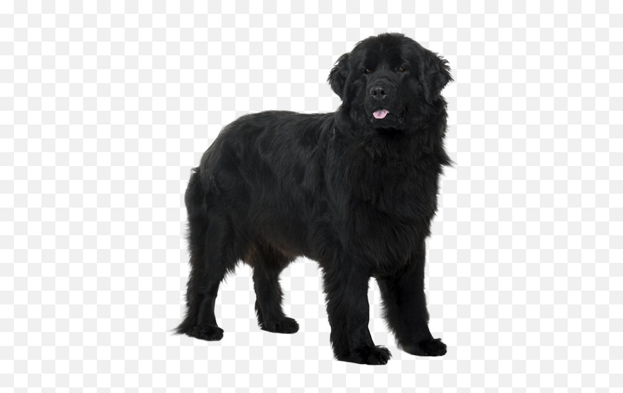 Newfoundland - Newfoundland Dog No Background Emoji,Emotions Dog Ears Shapes