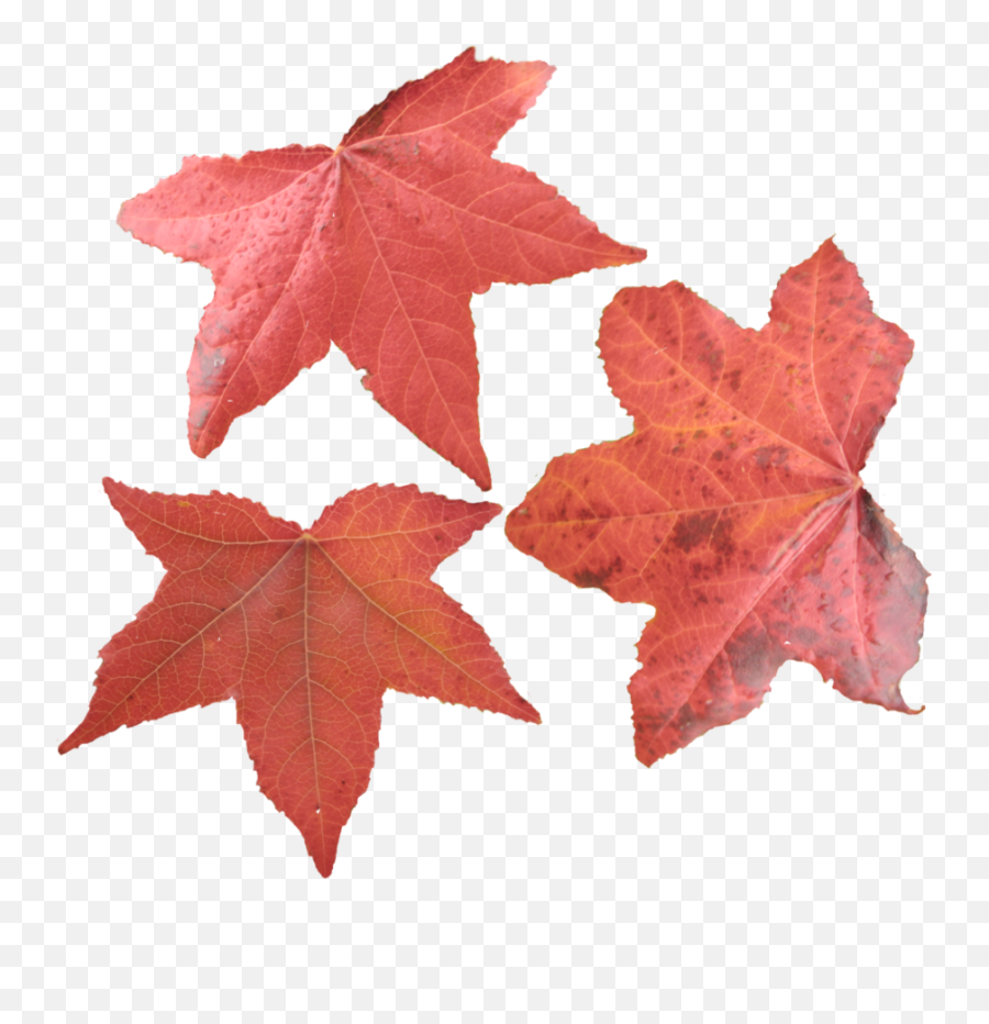 Maple Leaf Png Picture Png Svg Clip - Hojas Png Cafes Emoji,Free Red Maple Leaf Emoji