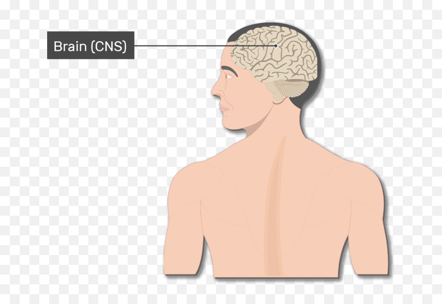 Picture Of Nervus System The Autonomic Nervous System Has - Brain Spinal Cord And Nerves Png Emoji,Autonomic Nervous System Chart For Emotion
