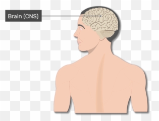 Picture Of Nervus System The Autonomic Nervous System Has - Brain Spinal Cord And Nerves Png Emoji,Autonomic Nervous System Chart For Emotion
