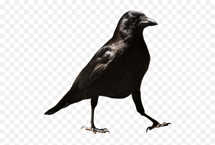 Free Photo Gloomy Creepy Crow Mystical Darkness Night Raven - Raven Transparent Png Emoji,Japanese Bird Emotions