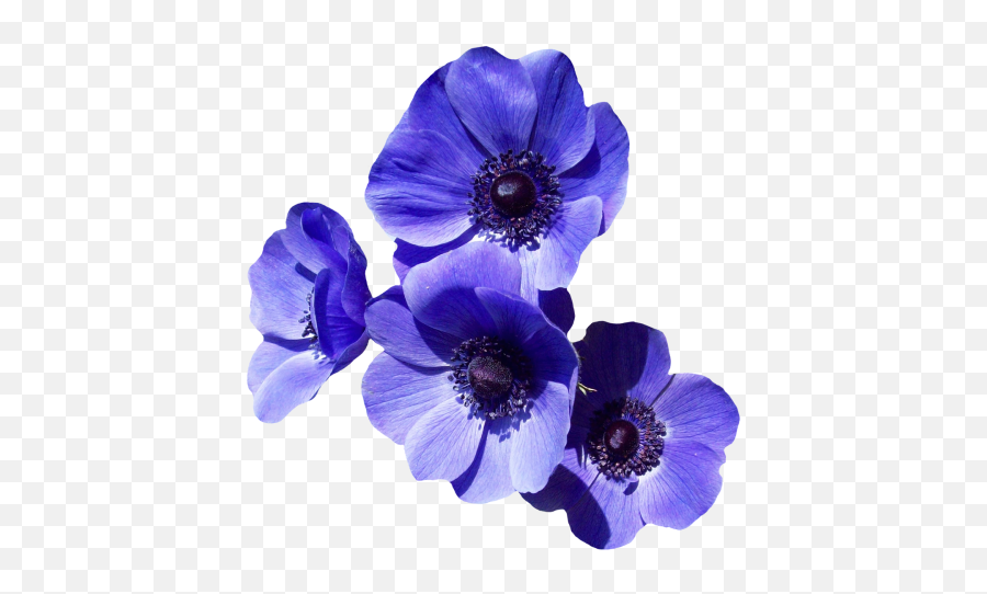 Png Flower Flower Crown Watercolor Flower - Transparent Purple Flower Png Emoji,Violet Flower Emoji