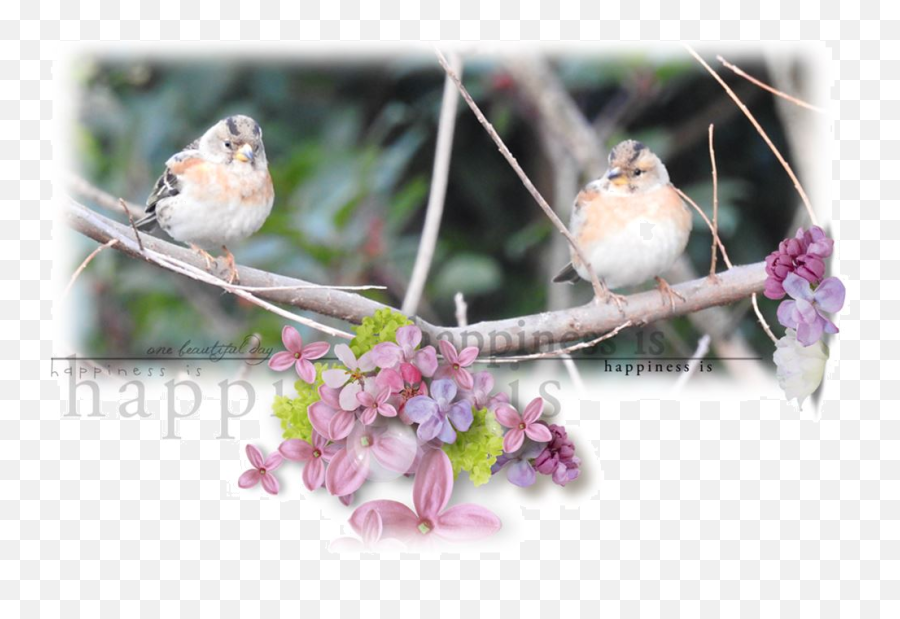 Kyo Flower Bird - House Sparrow Emoji,I'm In A Box Of Emotion Kyo