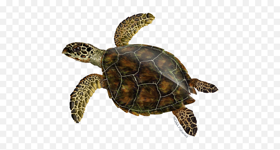 Loggerhead Png U0026 Free Loggerheadpng Transparent Images - Sea Turtle No Backgrounf Emoji,Sea Turtle Emoji
