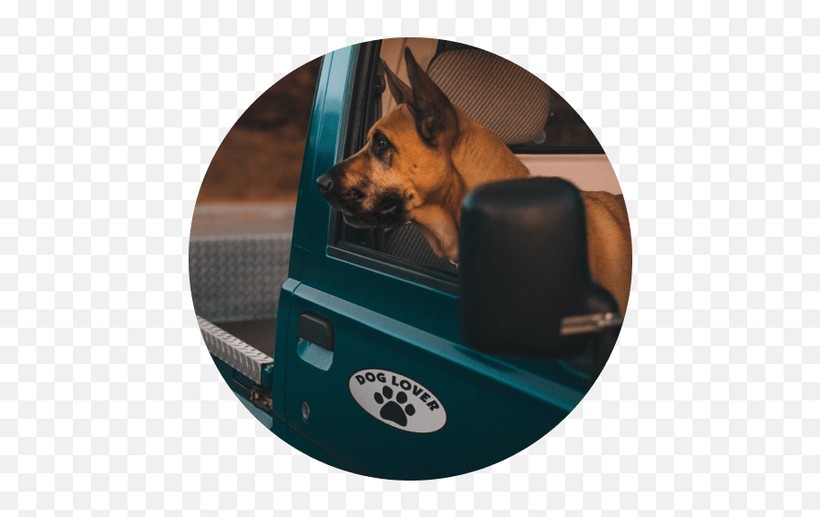 Dog Lover Oval Car Magnet Shopping Loft Emoji,Emotion Pets Dog