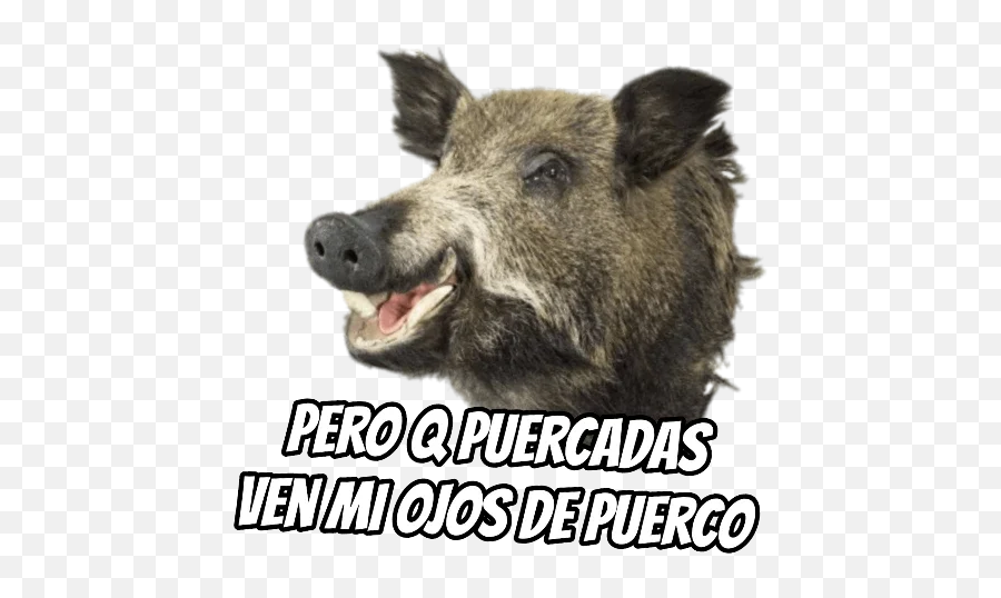 Telegram Sticker 28 From Collection Daniflowmemes Emoji,Emoji Puerco Telegram Sticker 28 From Collection Daniflowmemes Emoji,Emoji Puerco