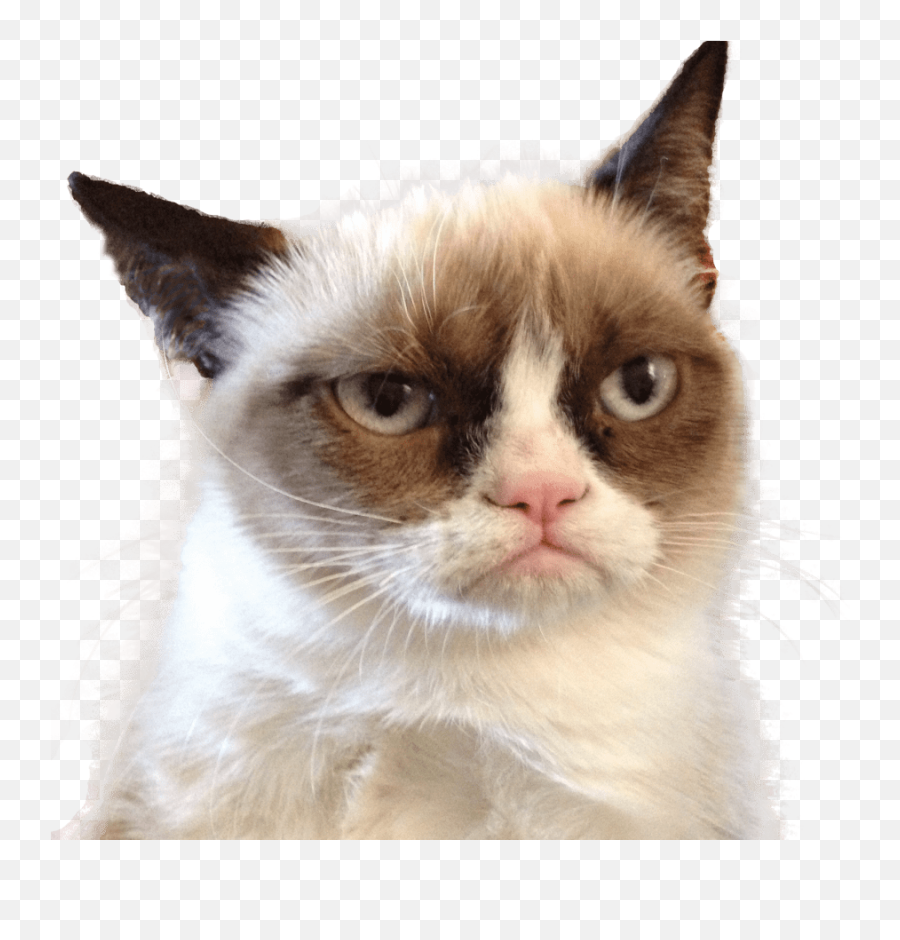 Grumpy Cat Transparent Background - Im Ignoring You Meme Emoji,Grumpy Cat Emoji