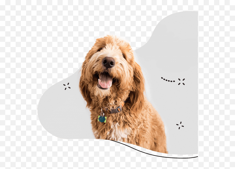 Luxury Pet Boarding Kennels U0026 Motel Sydney Dog Boarding Emoji,Dog Emoji Pack