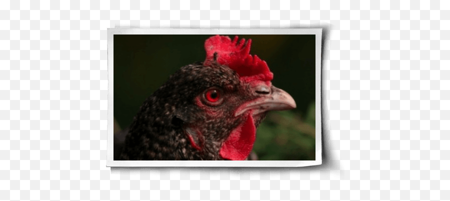 Do Chickens Mourn The Loss Of Their Eggs - Picture Frame Emoji,Chicken Emotions