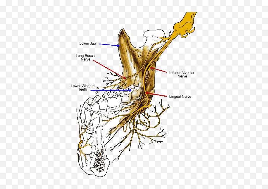 120 Human Body Ideas Human Body Anatomy Anatomy And - Inferior Alveolar Nerve Long Buccal Emoji,Repressed Female Emotion In Levator Scapulae