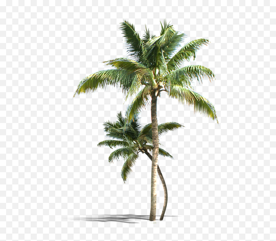 Download Hd Palm Tree Png Vectors Psd - Real Coconut Tree Png Emoji,Coco Emoji Clip