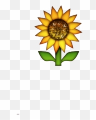 Download Hd Transparent Background - Sunflower Ios Emoji Png,Sunflower Emoji