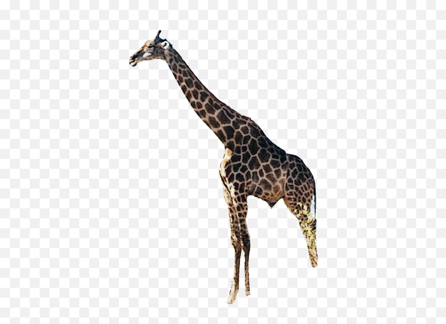 The Most Edited - Northern Giraffe Emoji,Jirafe Emojis Png