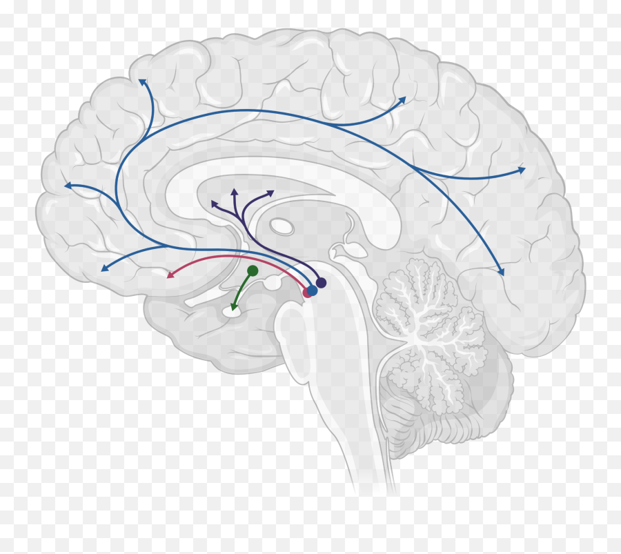 Your Brain On Instagram Tiktok U0026 Co U2013 The Neuroscience Of Emoji,Hand Emotions On Tiktok