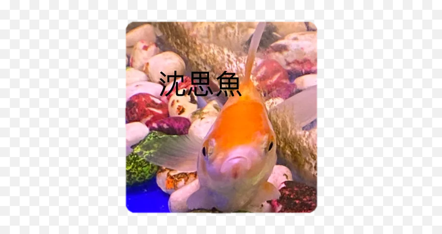 Fish Belongs In A Tank Or Eat It By Jinjin The Goldfish Emoji,Koi Fish Emoji