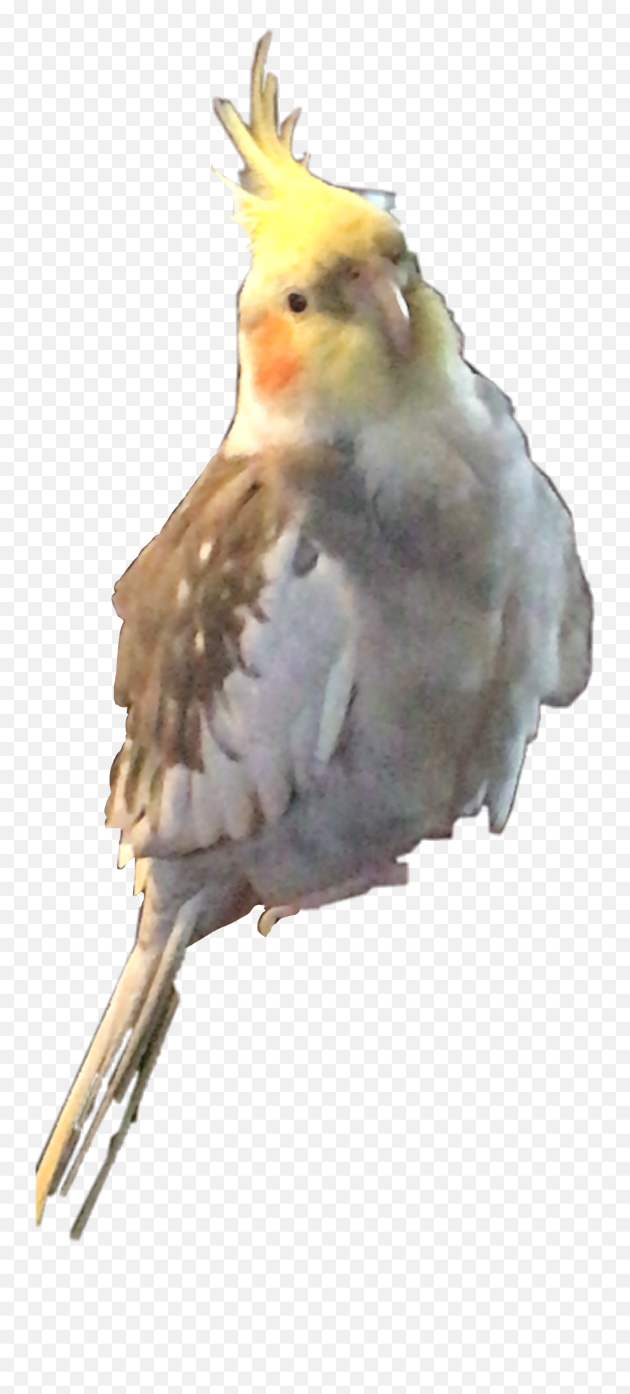 Cockatiel Bird Pikachu Tiel Sticker - Cockatiel Emoji,Cockatiel Emoji