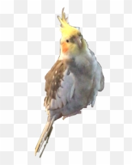 Cockatiel Bird Pikachu Tiel Sticker - Cockatiel Emoji,Cockatiel Emoji