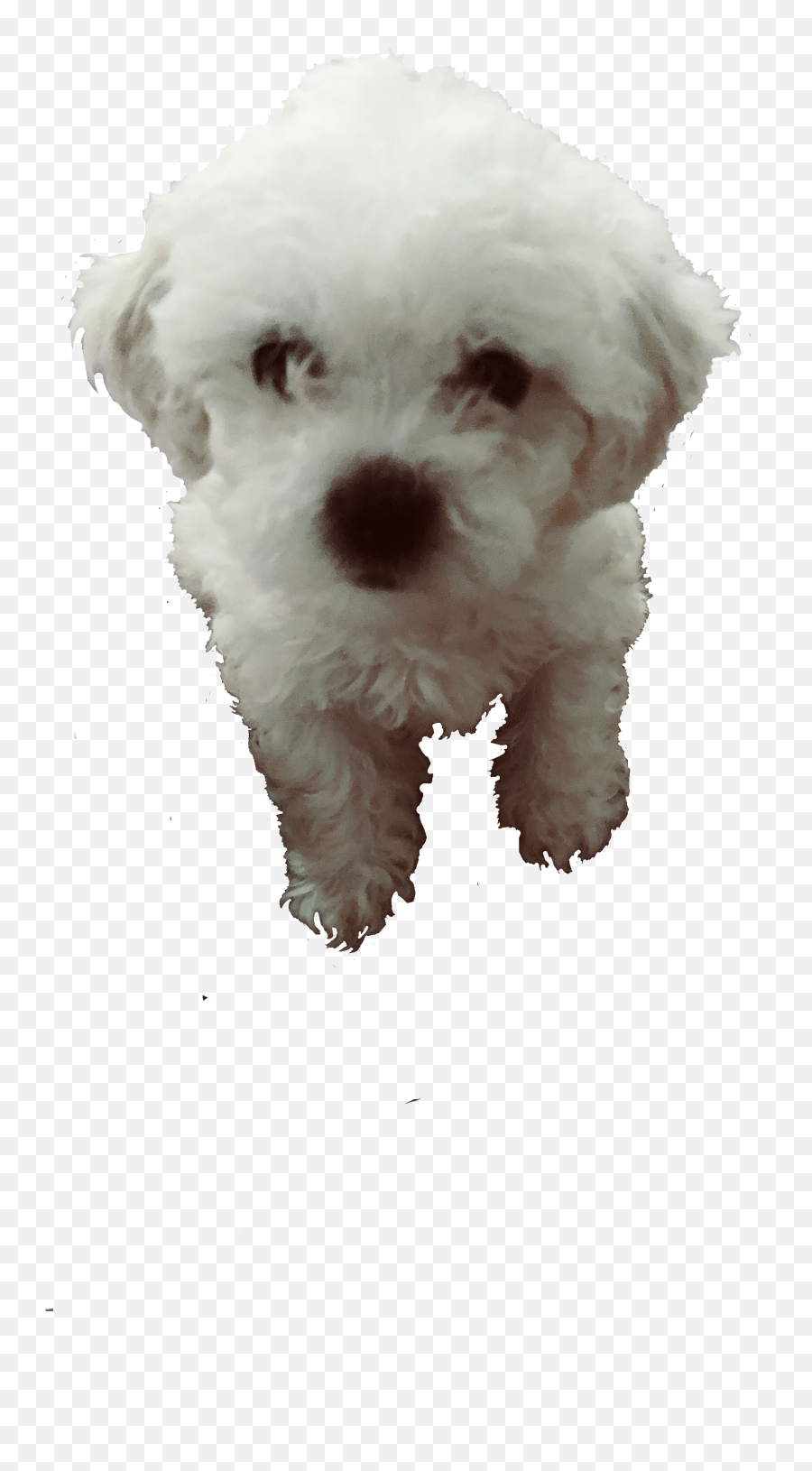 Puppy Maltese Sticker - Vulnerable Native Breeds Emoji,Maltese Emoji