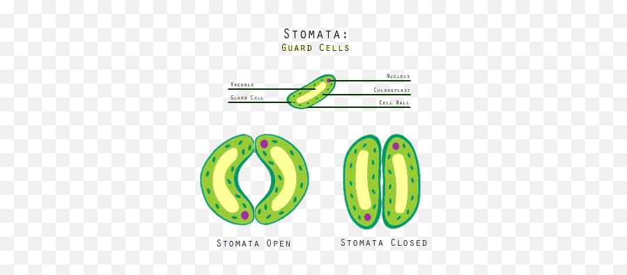 Top Bones Oxygen Stickers For Android U0026 Ios Gfycat - Stoma And Guard Cells Showing Diffusion Of O2 And Co2 Emoji,Oxygen Emoji