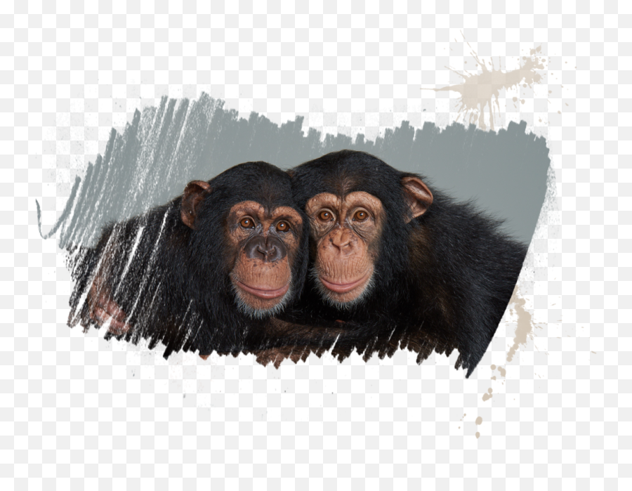 Chimpanzees - Chimpanzees Png Emoji,Chimp Emotions