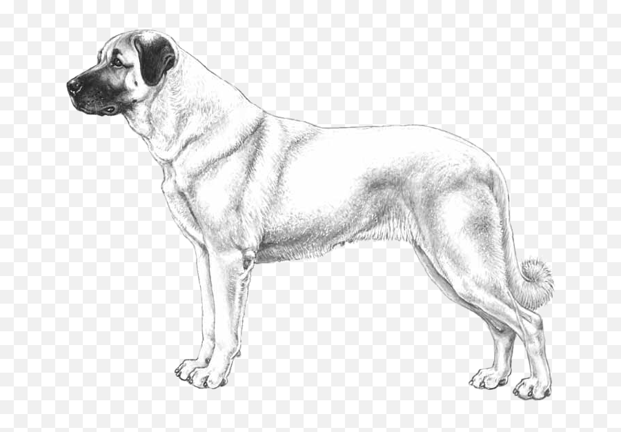 Anatolian Shepherd - Pedigreed Breeds Dogwellnetcom Anatolian Shepherd Clipart Black And White Emoji,Shepherd Emoji