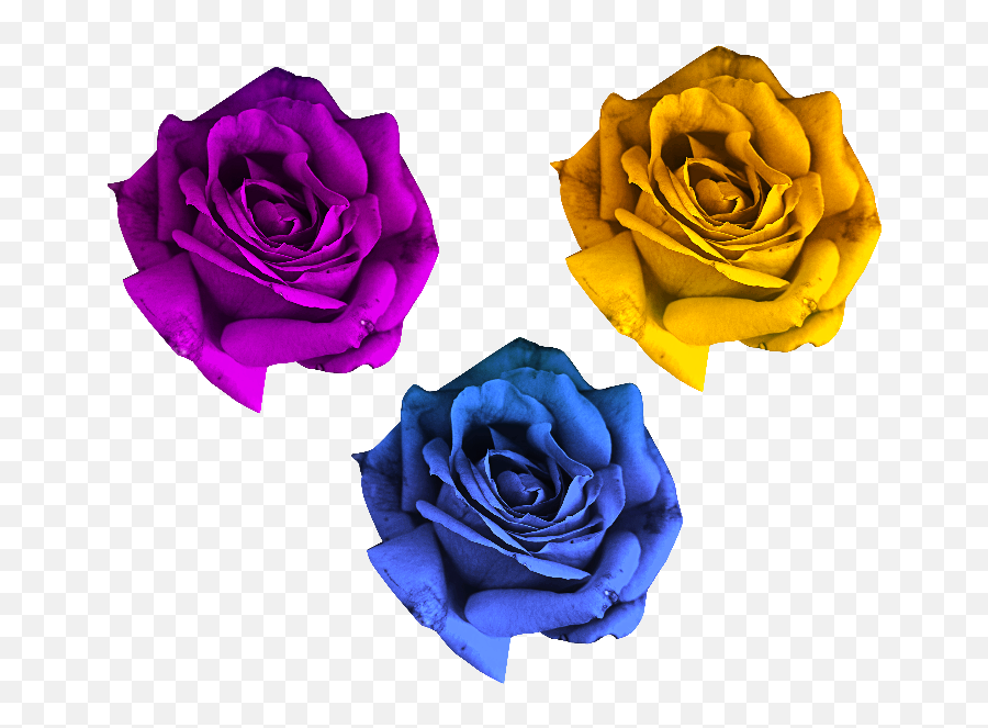 Pink Rose Png Free - Rose Flowers For Photoshop Emoji,Pink Rose Emoji