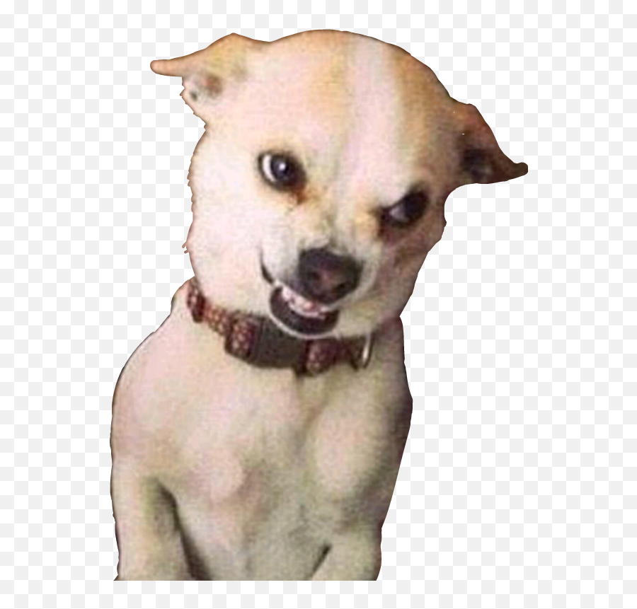 Dog Chihuahua Evil Laugh Evil Sticker By Filipe Carnage - Angry Chihuahua Meme Emoji,Evil Laugh Emoji