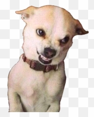 Dog Chihuahua Evil Laugh Evil Sticker By Filipe Carnage - Angry Chihuahua Meme Emoji,Evil Laugh Emoji