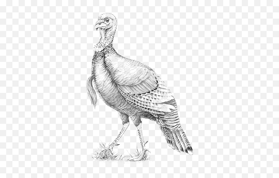 Turkey Bird Png Transparent U2013 Png Lux - Wild Turkey Bourbon Turkey Emoji,Emoji Bird Best