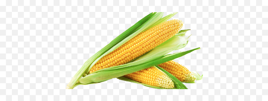 Maize Corn On The Cob Drawing Png Free - Sweet Corn Images Png Emoji,What Is The Emoji Balloon+corn