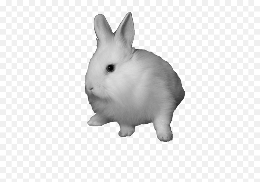 Domestic Rabbit Snowshoe Hare Clip Art - Rabbit Png Download Bunny Transparent Emoji,Emoticon Cake Bunny