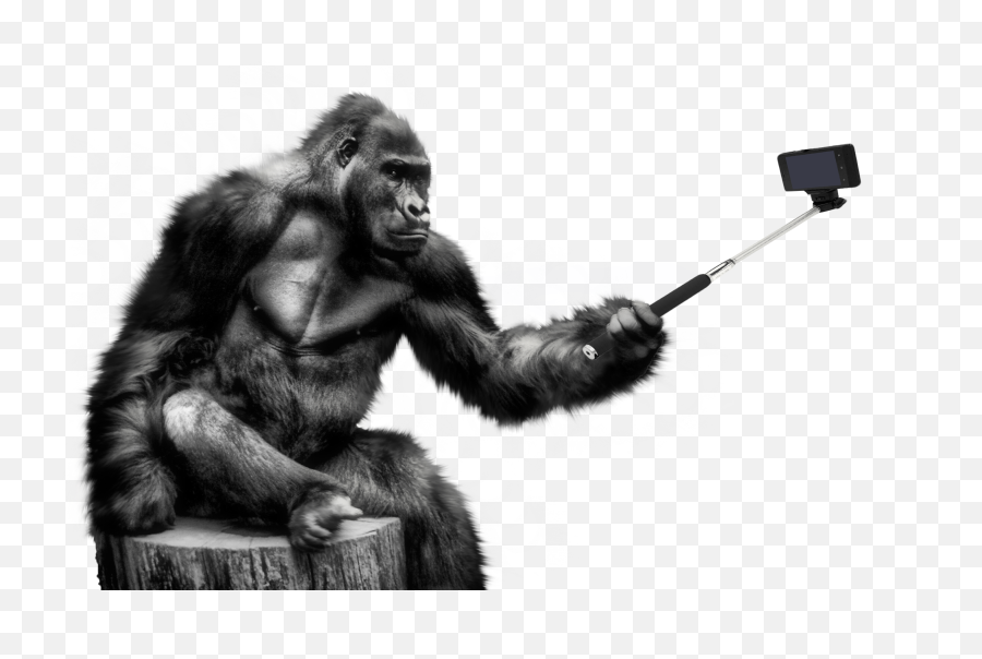 Gorilla Png Image - Gorilla Png Emoji,Where Is The Gorilla Emoji