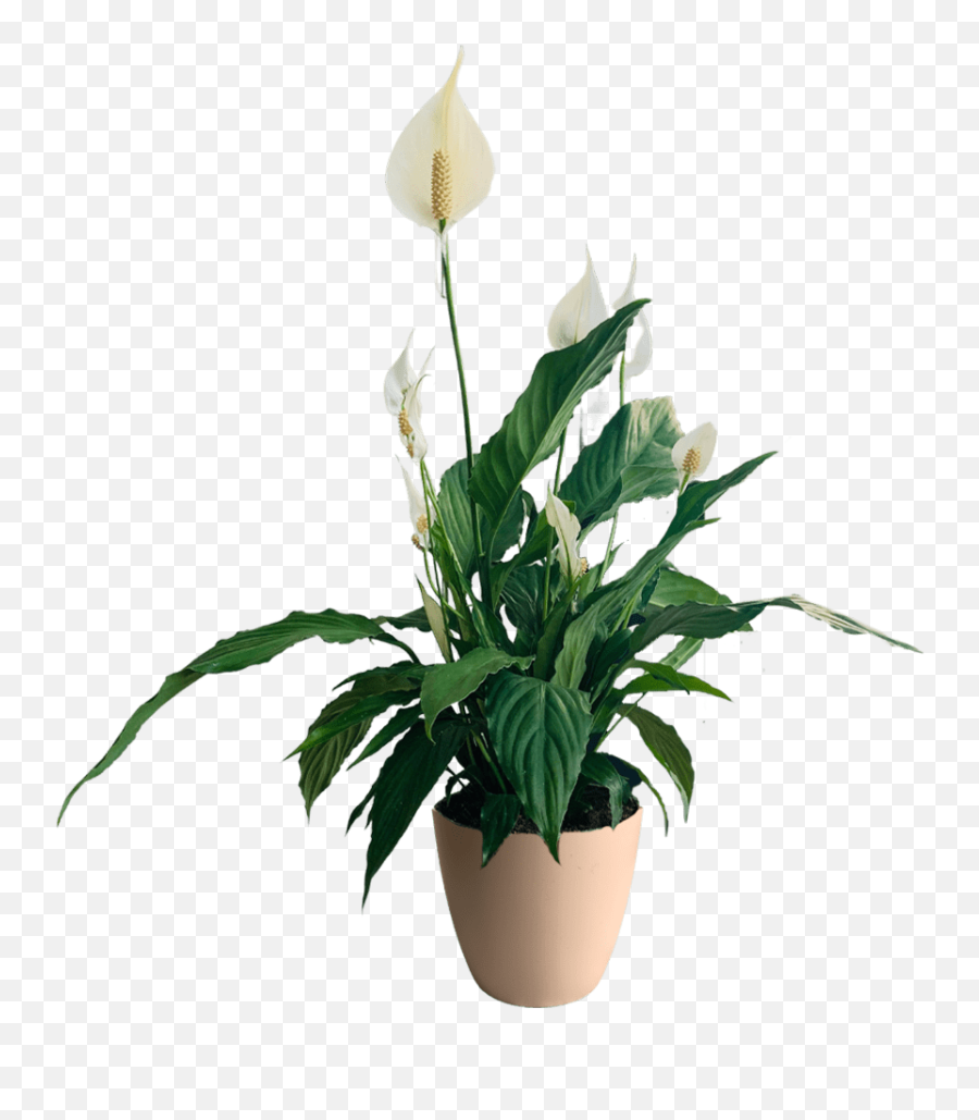 Buy The Spathiphyllum U0027peace Lilyu0027 - Leafy Life An Emoji,Potted Planet Emoji