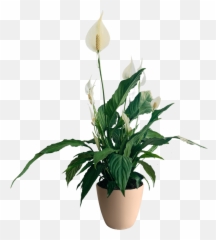Buy The Spathiphyllum U0027peace Lilyu0027 - Leafy Life An Emoji,Potted Planet Emoji