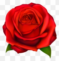 Red Rose Smiley Meaning - Transparent Red Rose Clipart Png Emoji,Boquet Emoji